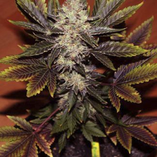 Black Domina X White Russian BulkZaden