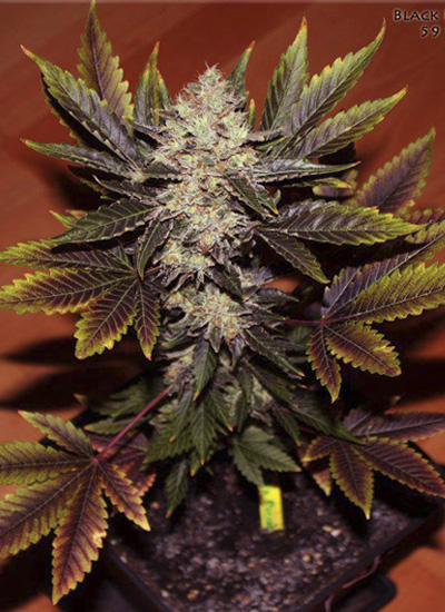 Black Domina X White Russian Bulk Seeds