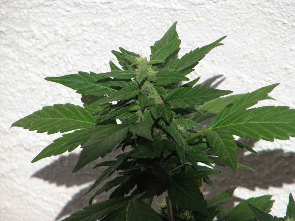 Bushy Ryder Auto - Afbeelding 2