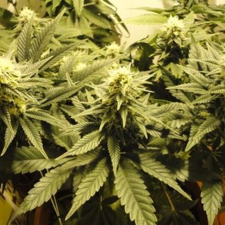 Caramelo Bulk Seeds