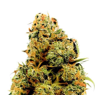 Golden CBD Auto