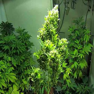 Chronic Bulk Seeds