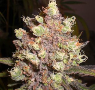 Durban Poison BulkZaden