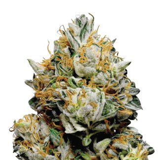 Gorilla Zkittlez