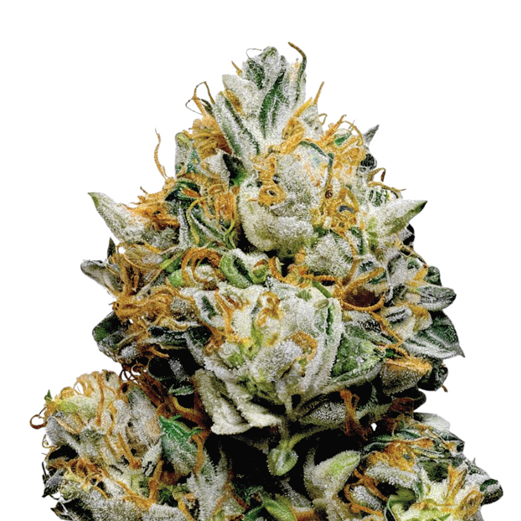 Gorilla Zkittlez