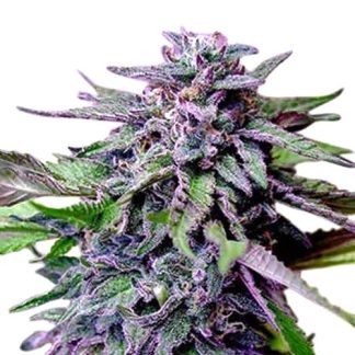 Gran Daddy Purple Bulk Seeds
