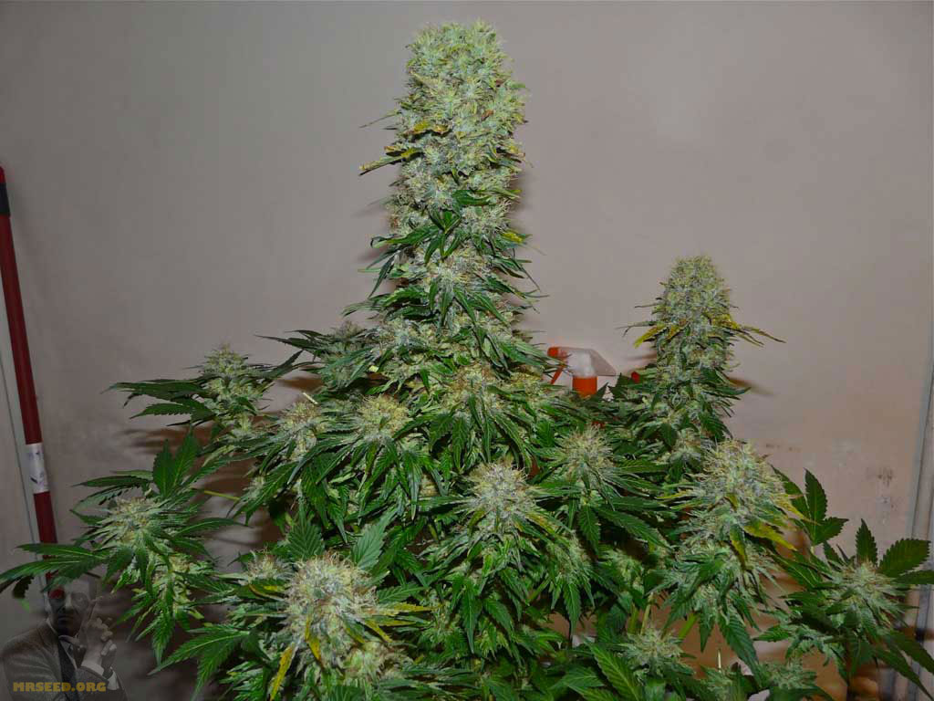 Great White Shark Bulk Seeds