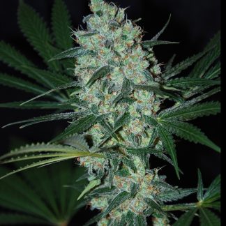 Green love potion