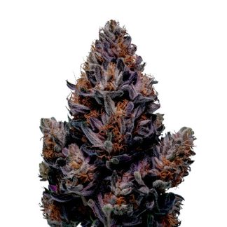 Blueberry Haze