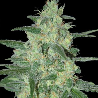 Holy grail 69