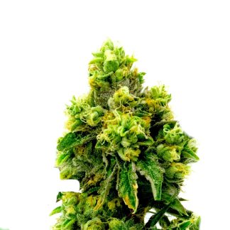 Jack Herer Auto