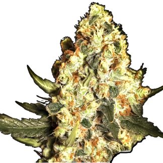 Graines en vrac Jamaican Dream