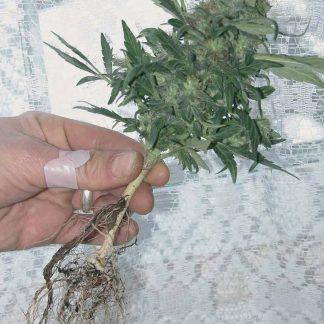 Lowryder Bulk Seeds