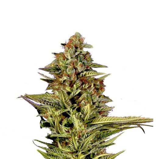Mandarine Zkittlez Auto
