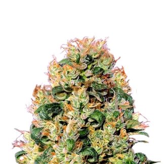 Orange Cookies en gros