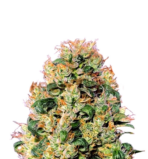 Orange Cookies Bulk Seeds