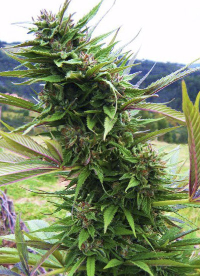 Powerplant Bulk Seeds