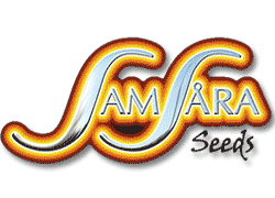 Samsara Seeds
