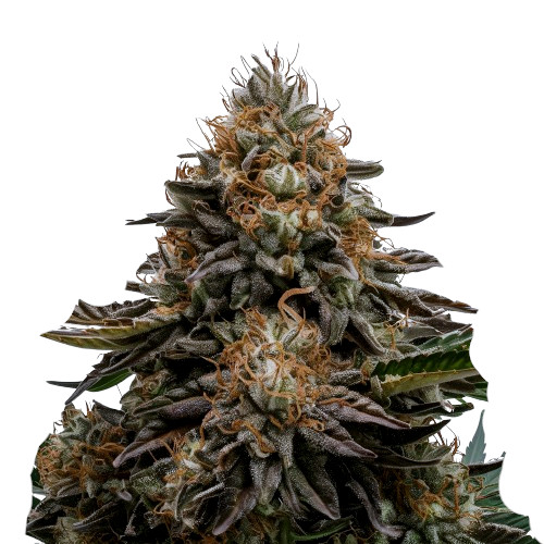 Stardawg Auto XL