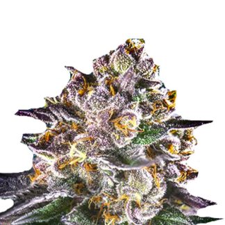 Strawberry Banana Bulkzaden