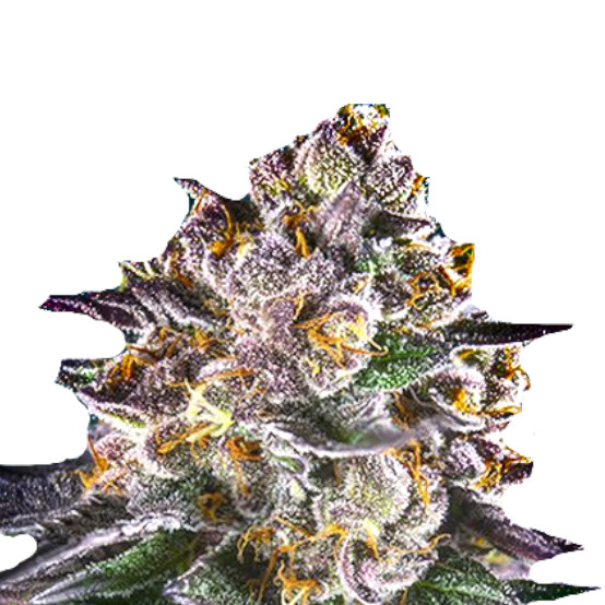 Strawberry Banana Bulk Seeds