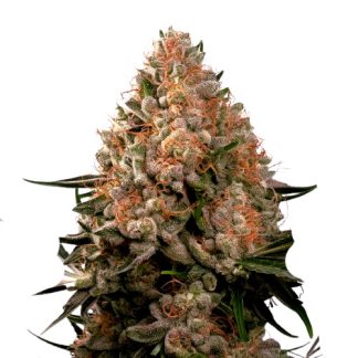 Strawberry Cough