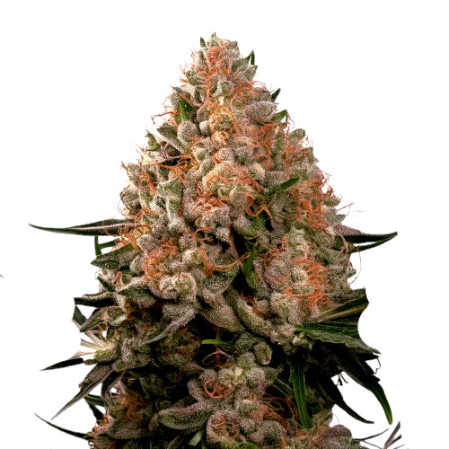 Strawberry Cough