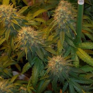 Super Skunk BulkZaden