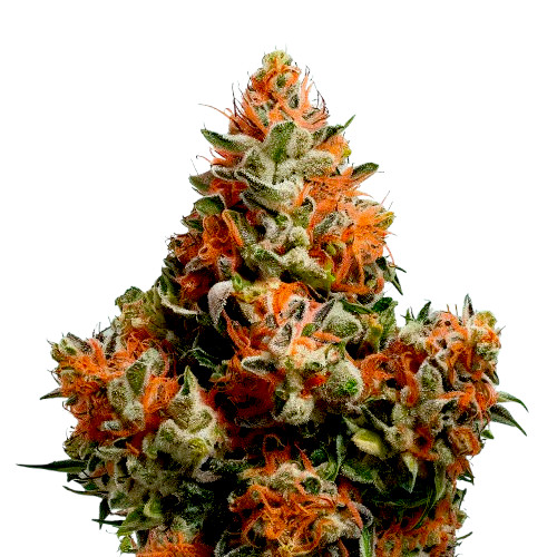 Watermelon Zkittlez