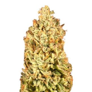 White Widow