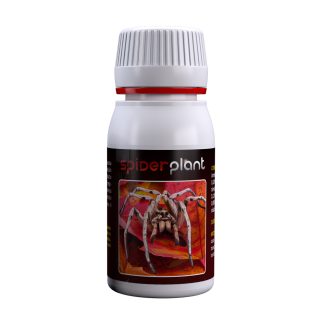 Plante araignée 60 ml