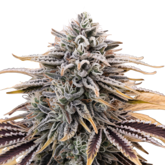 Animal Cookies