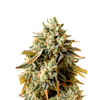 Colombian Gold