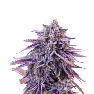 Mendocino Kush