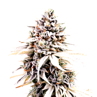 Mimosa Cookies