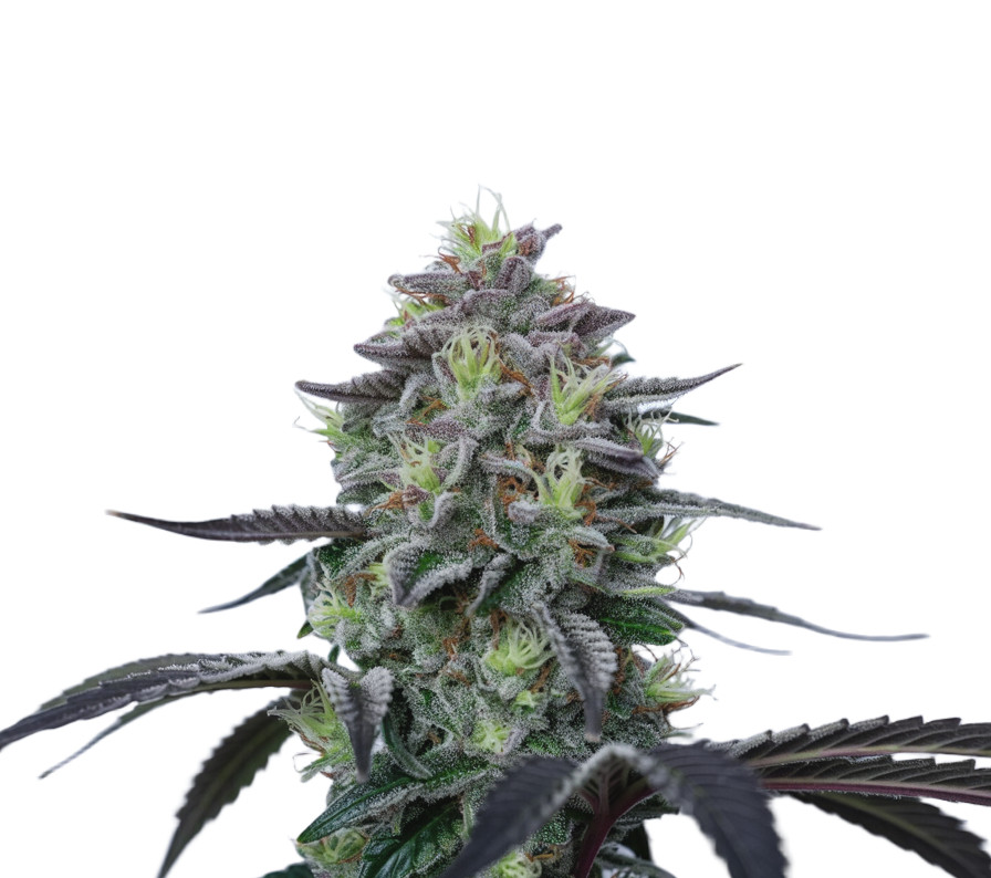 Northern Light x Skunk