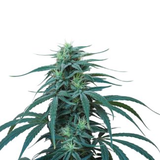 Afghan kush x White widow