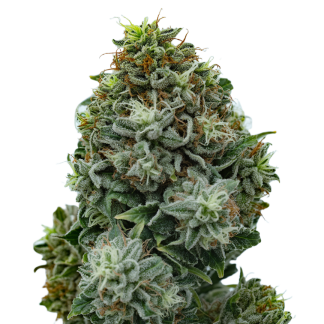 Auto Critical Bio
