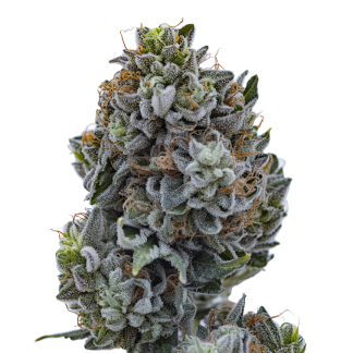 Auto Skunk Bio
