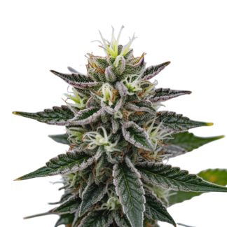 Bubba Kush x Gelato