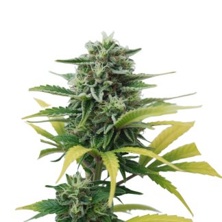 Lemon Skunk