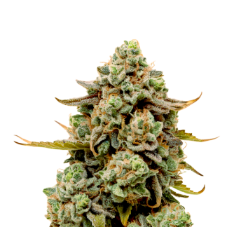 Pistachio