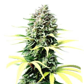 Strawberry Banana Cheese