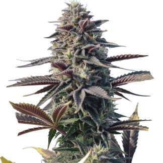 Sundae Driver